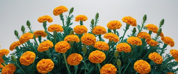Poster - Orange marigold flowers with green foliage arranged in a dense cluster against a light background