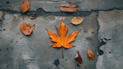 Poster - Autumn leaves scattered on a concrete surface with a prominent orange maple leaf in the center.
