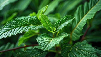 Poster - Green leaves with varying shapes and sizes under natural sunlight in a lush garden environment.