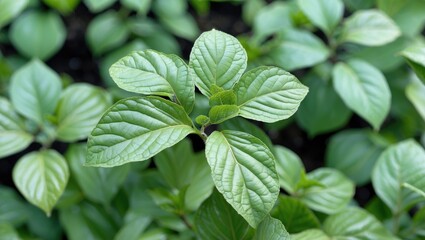 Poster - Green leaves of a plant with textured surfaces arranged in a natural outdoor setting on a blurred background