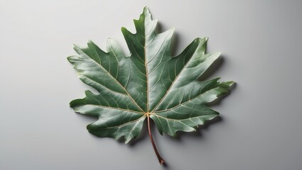 Poster - Green maple leaf on a light gray background with visible veins and smooth texture detailed for botanical and natural themes.