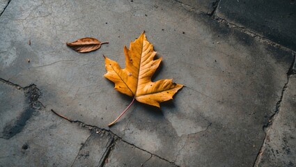 Poster - Yellow autumn leaf on gray pavement with another small brown leaf, showcasing seasonal changes in a natural environment.