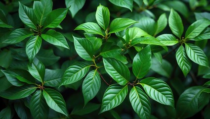 Poster - green tropical leaves background texture with various shapes and sizes arranged densely in natural s