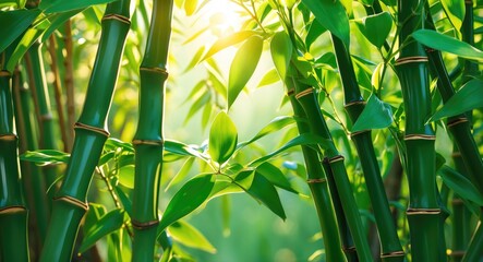Poster - Bamboo stalks in natural setting with sunlight filtering through leaves creating a lush green atmosphere