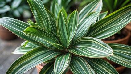 Poster - Green striped houseplant with large, elongated leaves in a pot against a blurred background of greenery.