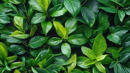 Poster - Green foliage background with various shades of lush leaves arranged in a natural pattern. Suitable for design and botanical themes.