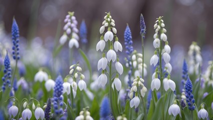 Wall Mural - White and blue flowering plants in a garden during spring season with a soft focus background