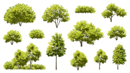 Wall Mural - vector watercolor green tree or forest side view isolated on white background for landscape and arch