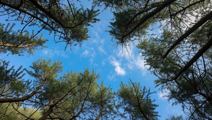 Poster - View of green pine tree tops against a bright blue sky with scattered clouds seen from below in a wooded area.