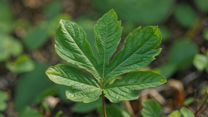 Poster - Green leaf of a plant with distinct serrated edges and five leaflets, isolated against a blurred natural background.