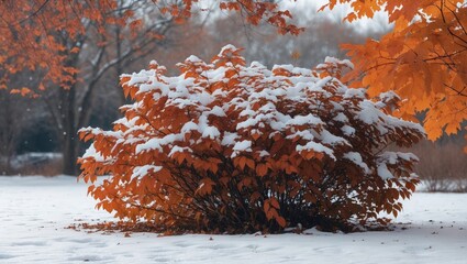 Poster - Snow-covered bush with vibrant orange leaves in winter landscape, showcasing seasonal transition in a serene outdoor setting.