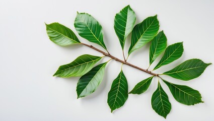 Aufkleber - Green leaves on a branch arranged neatly on a light background creating a natural and fresh aesthetic.