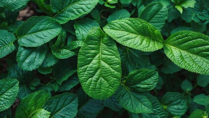 Aufkleber - Green lush foliage with detailed texture of various leaf shapes in a natural setting.