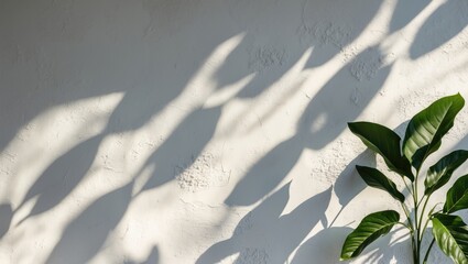 Poster - abstract shadows of plant leaves on a white textured wall creating a minimalist aesthetic with ample