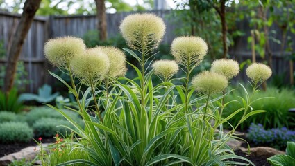 Poster - Cluster of ornamental allium plants with fluffy flower heads in a landscaped garden setting during daytime.