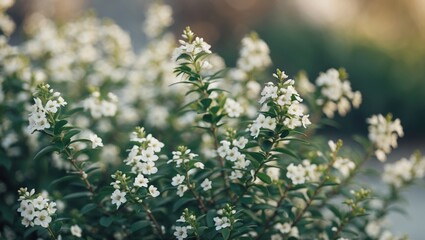 Poster - White flowering plant in soft focus with lush green foliage in background during daylight