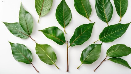 Poster - Flat lay of green leaves arranged artistically on a white background highlighting their textures and shapes
