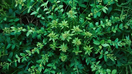 Poster - Lush green foliage with small yellow flowers and varying leaf shapes filling the entire image, depicting a dense plant growth pattern.