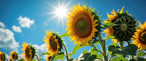 Poster - Sunflowers in a field with blue sky and sunlight illuminating vibrant yellow petals and leaves during daytime in rural setting