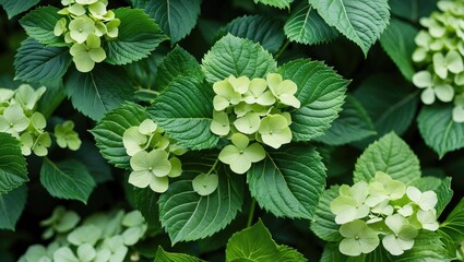 Poster - Close-up of lush green hydrangea leaves and delicate blossoms showcasing intricate patterns and vibrant foliage in a natural setting.
