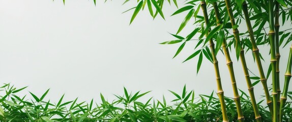Poster - Bamboo leaves with vibrant green foliage on a minimalistic white background showcasing natural beauty and tranquility in a serene setting