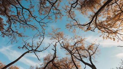 Poster - Autumn trees viewed from below with clear sky and scattered clouds in the background showcasing seasonal foliage and branches
