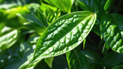 Poster - Close-up of vibrant green leaves with textured surfaces and natural sunlight highlighting the intricate patterns and veins of the foliage.