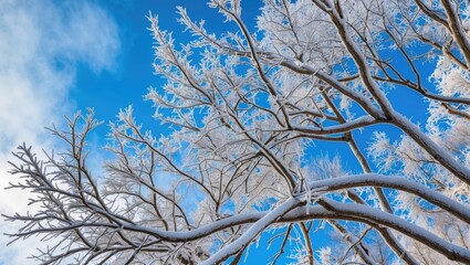 Poster - Frost covered tree branches against bright blue sky with scattered clouds in winter landscape during sunny day