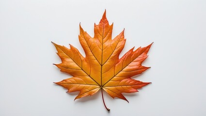 Poster - Vibrant autumn maple leaf showcasing rich orange hues on a clean white background ideal for seasonal decor and nature-themed designs.