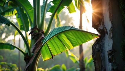 Poster - Sunlit banana leaf with a tear illuminated by morning light, surrounded by lush greenery and soft sunlight filtering through trees.