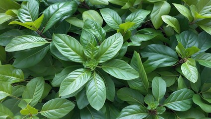 Poster - Lush green foliage of vibrant leaves creating a natural and serene garden atmosphere showcasing beauty and freshness.