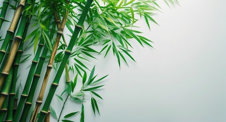 Poster - Lush bamboo leaves gracefully arranged against a clean white background creating a serene and refreshing visual ambiance.