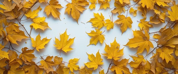 Wall Mural - Autumnal composition of withered yellow leaves arranged on a clean white surface showcasing seasonal change and natural beauty