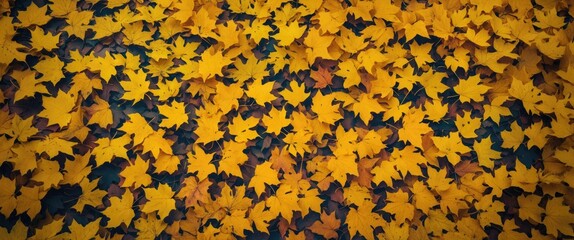 Poster - Vibrant autumn background of scattered yellow maple leaves creating a warm and inviting texture perfect for seasonal themes.