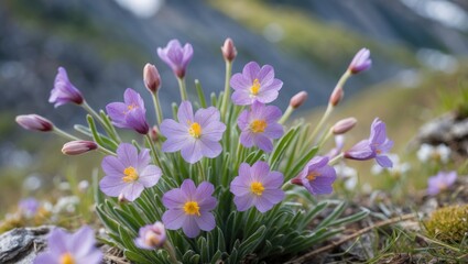 Poster - Alpine Wildflowers Blooming in Nature with Soft Focus and Space for Text or Overlay Design
