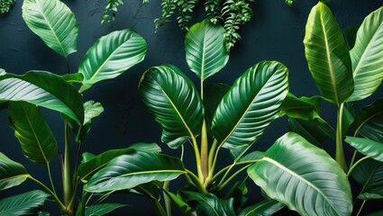 Poster - Tropical green leaves of rubber plant and ferns against dark background creating a lush botanical aesthetic decor