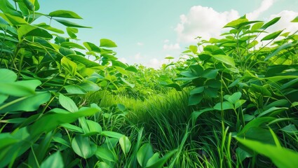 Poster - Lush green foliage and grass under clear skies creating a serene natural background for outdoor themes and environmental concepts.
