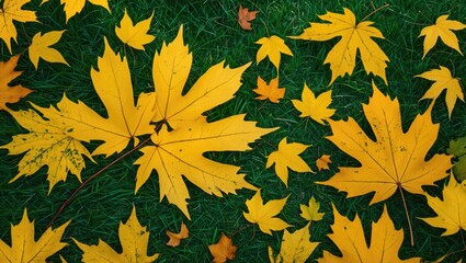 Poster - yellow autumn leaves scattered on green grass surface creating a colorful and vibrant natural backgr
