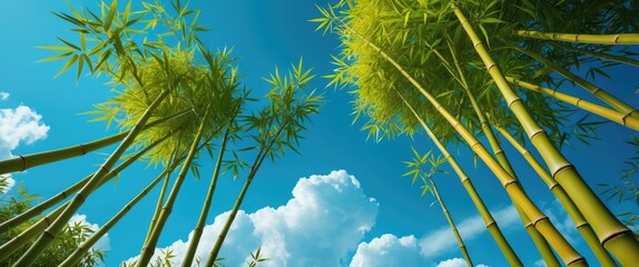 Poster - Bamboo trees reaching towards a bright blue sky with fluffy clouds creating a serene natural landscape for relaxation and tranquility.