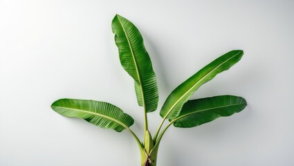Poster - Banana plant leaves arranged in a symmetrical pattern against a light gray background showcasing their vibrant green color and texture