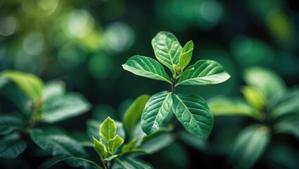 Poster - Macro shot of lush green leaves with a soft focus background creating a serene and vibrant natural atmosphere for design and branding.
