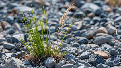 Poster - green grass and tall golden reeds growing among gray gravel stones in a natural outdoor setting