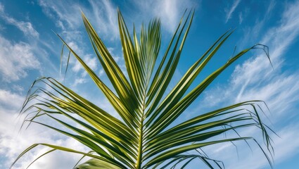 Poster - tropical palm frond against a bright blue sky with wispy clouds in the background showcasing nature'