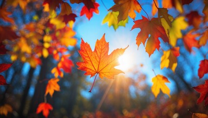 Poster - Autumn sunlight filtering through vibrant colored maple leaves against a clear blue sky