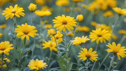 Poster - vibrant field of yellow daisies in full bloom surrounded by green foliage under natural sunlight.