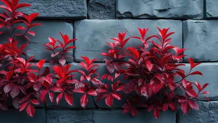 Poster - Red foliage against a textured gray stone wall creating a contrasting natural background in outdoor settings.