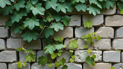 Poster - Green ivy leaves climbing on a light-colored stone wall creating a natural and textured background