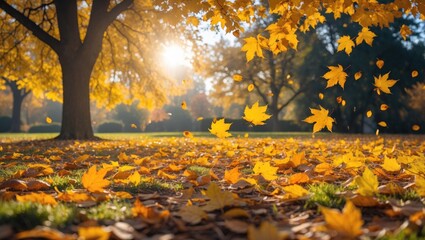 Poster - Autumn leaves falling from trees in a park during sunset with warm golden light illuminating the scene
