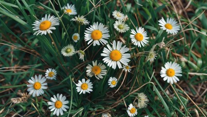 Poster - daisies blooming on green grass with yellow centers and white petals in a natural outdoor setting du