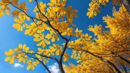 Poster - Bright yellow autumn leaves against a blue sky with clouds in a clear seasonal landscape image.